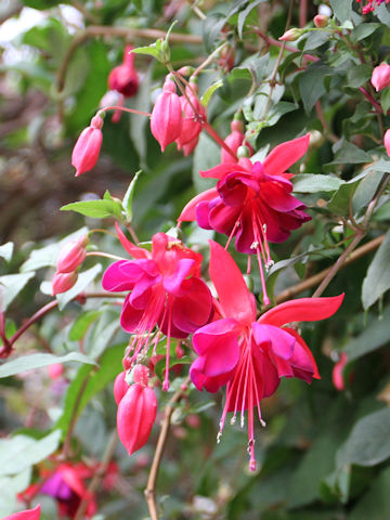 Fuchsia hybrida