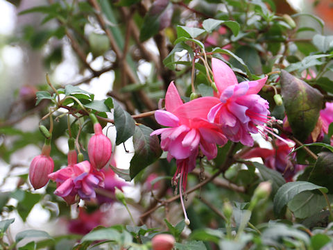 Fuchsia hybrida