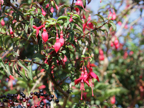 Fuchsia hybrida