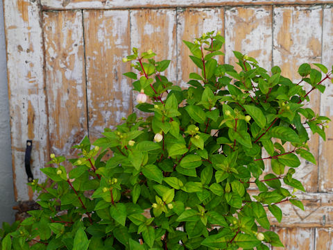 Fuchsia hybrida