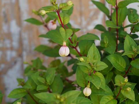 Fuchsia hybrida