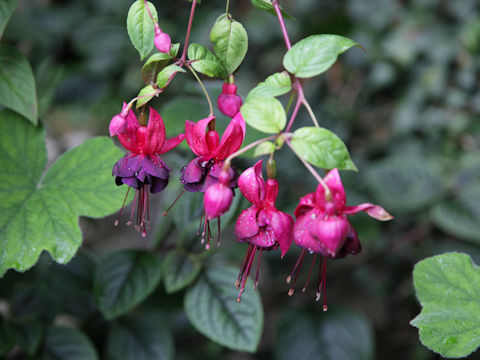 Fuchsia hybrida