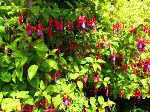 Fuchsia hybrida