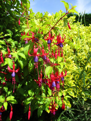 Fuchsia hybrida