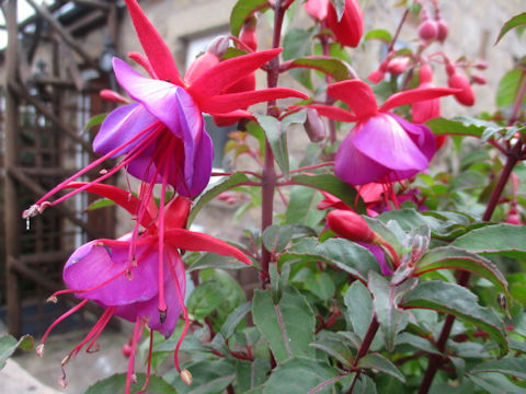 Fuchsia hybrida