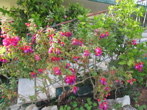 Fuchsia hybrida