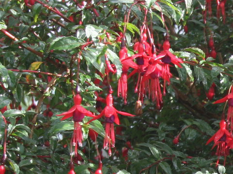 Fuchsia magellanica