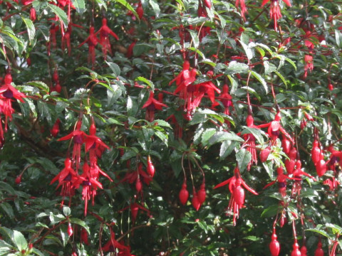 Fuchsia magellanica