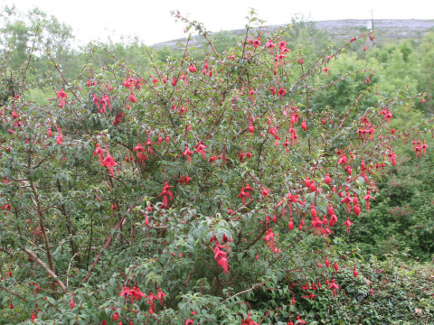 Fuchsia magellanica