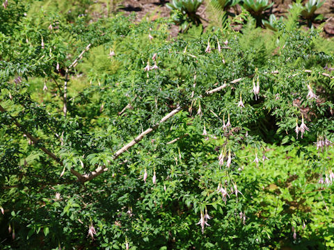 Fuchsia magellanica var. molinae