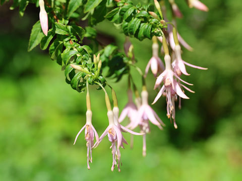 Fuchsia magellanica var. molinae