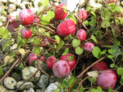 Fuchsia procumbens