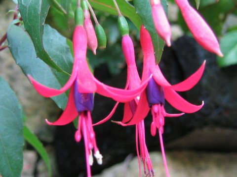 Fuchsia regia