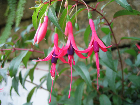 Fuchsia regia