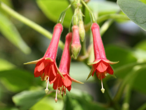 Fuchsia fulgens var. speciosa