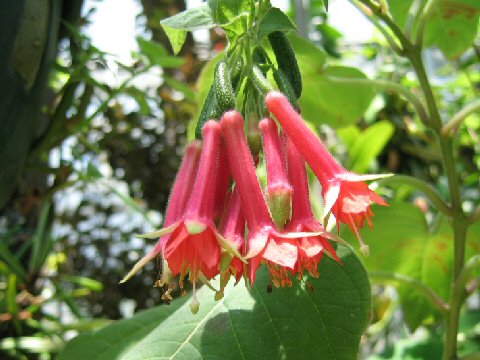 Fuchsia fulgens var. speciosa