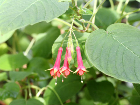 Fuchsia fulgens var. speciosa