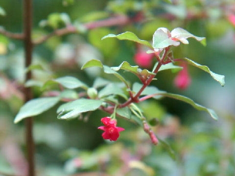 Fuchsia thymifolia