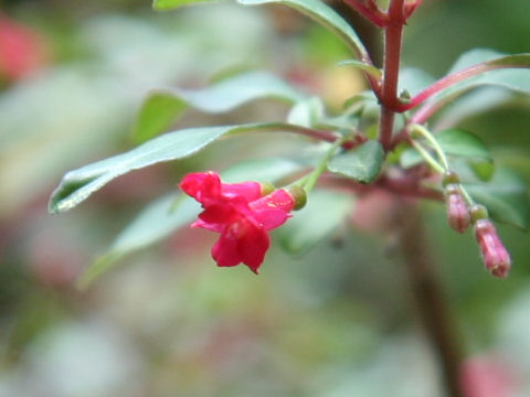 Fuchsia thymifolia