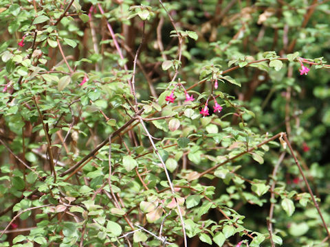 Fuchsia thymifolia