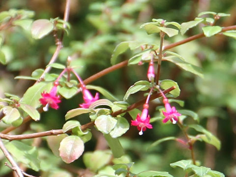 Fuchsia thymifolia