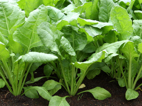 Beta vulgaris ssp. vulgaris