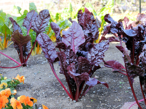 Beta vulgaris ssp. vulgaris