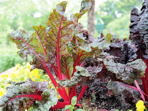 Beta vulgaris ssp. vulgaris