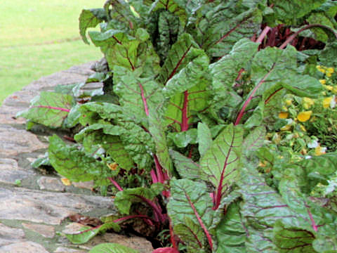 Beta vulgaris ssp. vulgaris