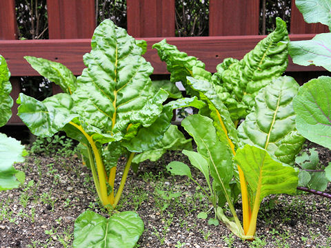 Beta vulgaris ssp. vulgaris