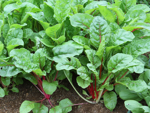 Beta vulgaris ssp. vulgaris