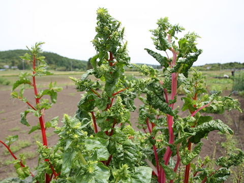 Beta vulgaris ssp. vulgaris