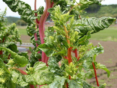 Beta vulgaris ssp. vulgaris