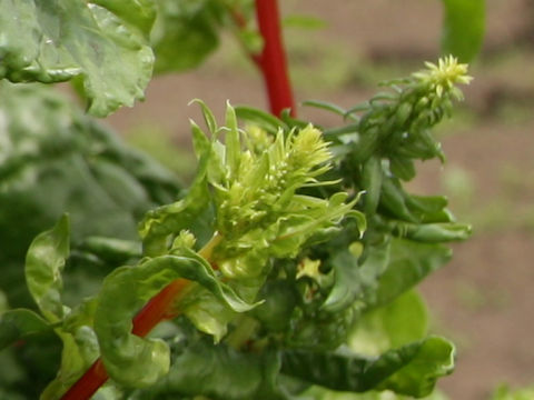 Beta vulgaris ssp. vulgaris