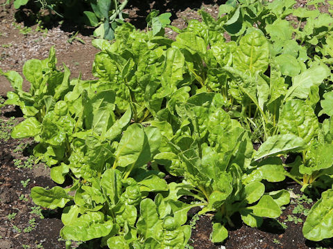 Beta vulgaris ssp. vulgaris�@cv. Ideal
