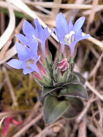 Gentiana zollingeri