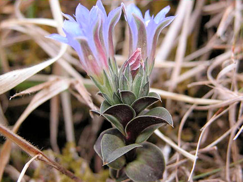 Gentiana zollingeri