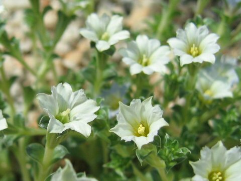 Gentiana zollingeri