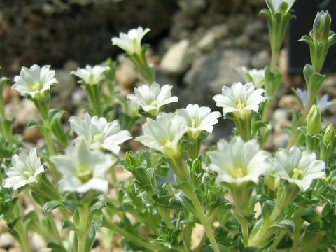 Gentiana zollingeri