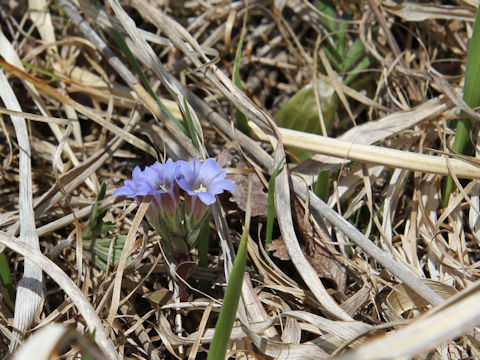 Gentiana zollingeri