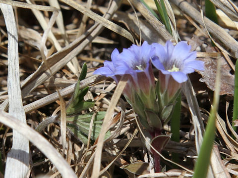 Gentiana zollingeri