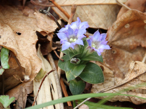 Gentiana zollingeri