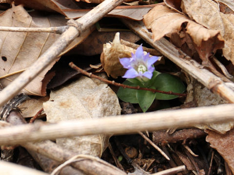 Gentiana zollingeri