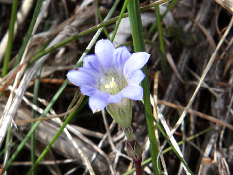 Gentiana zollingeri