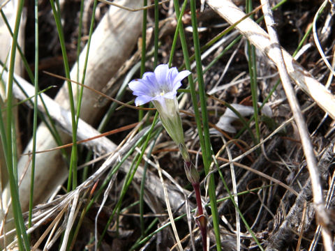 Gentiana zollingeri