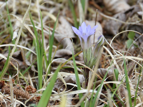 Gentiana zollingeri