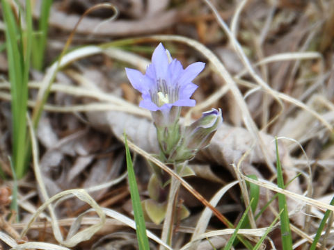 Gentiana zollingeri