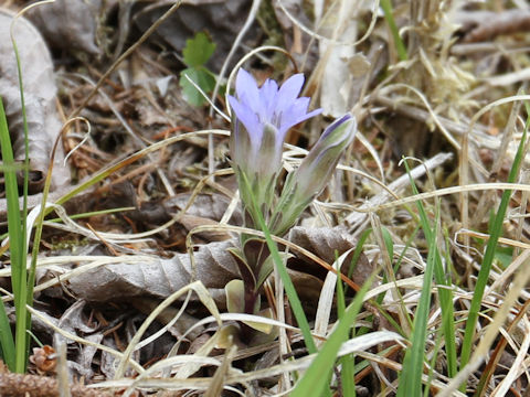 Gentiana zollingeri