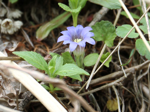 Gentiana zollingeri