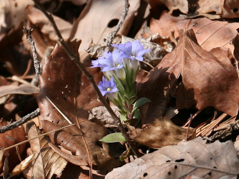 Gentiana zollingeri